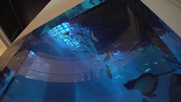 Acuario de Dubái y zoológico bajo el agua en el interior de los centros comerciales Dubai Mall video de archivo — Vídeos de Stock