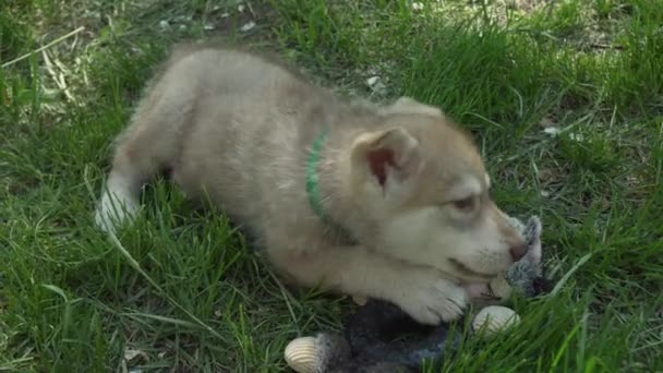 Beautiful roande valpar av Saarloos wolfhound spelar på grön gräsmatta i en park arkivfilmer video — Stockvideo