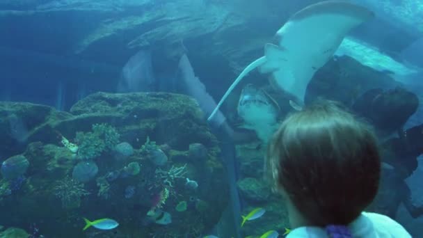 Teenage girl watches fishes in Aquarium stock footage video — Stock Video