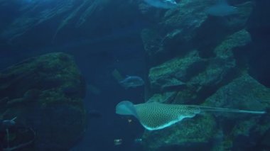 Benekli leopar ray Deniz Akvaryumu Stok görüntüleri video Yüzme