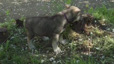 Yeşil çim park Stok görüntüleri video oynamaya Saarloos kurdu yavru eğlenceli güzel