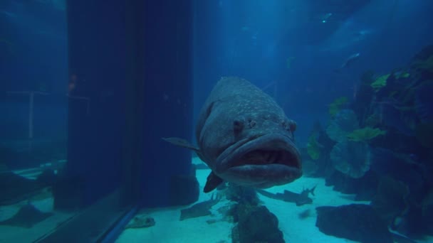 Enormes peces nadan en el acuario en Dubai Mall material de archivo de vídeo — Vídeo de stock