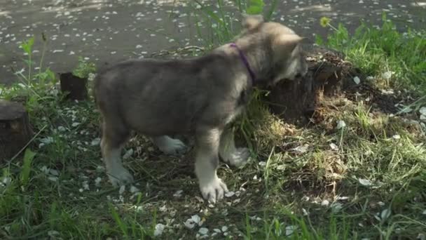 Bonitos cachorros divertidos de Saarloos wolfhound jogando no gramado verde no parque de imagens de vídeo — Vídeo de Stock