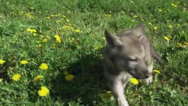 Beautiful amusing puppies of Saarloos wolfhound playing on green lawn in the park stock footage video — Stock Video