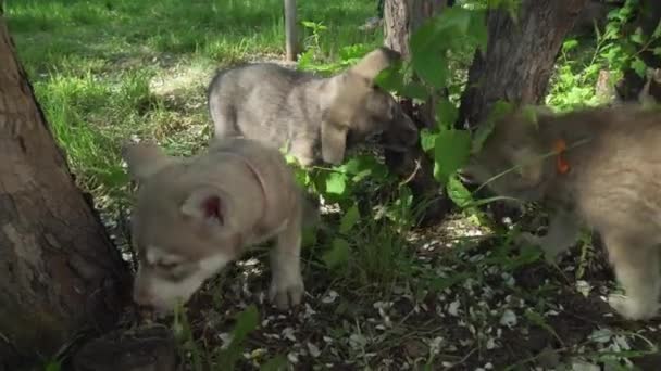 Hermosos cachorros divertidos de Saarloos wolfhound jugando en el césped verde en el parque de imágenes de vídeo — Vídeo de stock