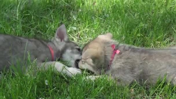 Hermosos cachorros divertidos de Saarloos wolfhound jugando en el césped verde en el parque de imágenes de vídeo — Vídeos de Stock