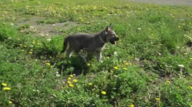Yeşil çim park Stok görüntüleri video oynamaya Saarloos kurdu yavru eğlenceli güzel