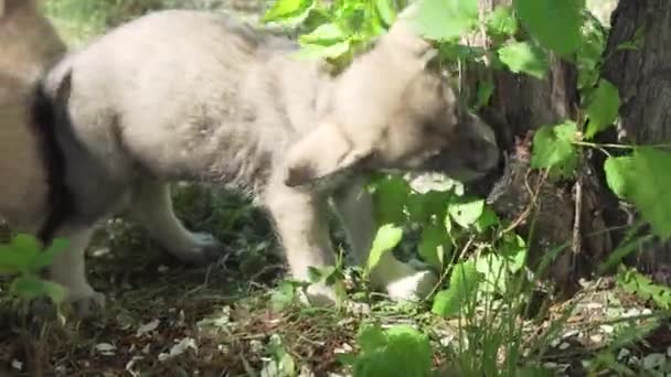 Beaux chiots amusants de chien de loup de Saarloos jouant sur la pelouse verte dans le parc stock de vidéos 