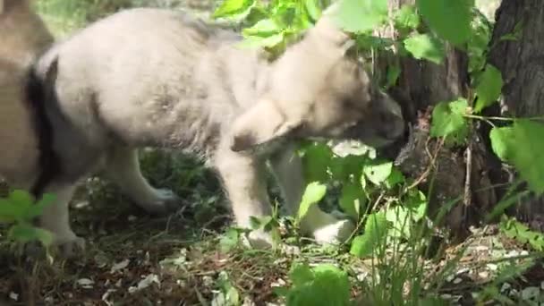 Mooie pups van Saarlooswolfhond wolfshond spelen op groen grasveld in het park stock footage video amusant — Stockvideo