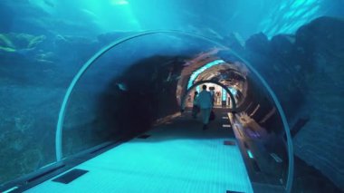 Dubai Mall alışveriş merkezine Stok görüntüleri video içinde belgili tanımlık akvaryum cam tünelde deniz yaşamı insanlara hayranlık duyuyorum