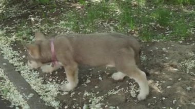 Yeşil çim park Stok görüntüleri video oynamaya Saarloos kurdu yavru eğlenceli güzel