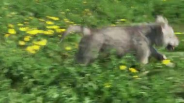 Yeşil çim park Stok görüntüleri video oynamaya Saarloos kurdu yavru eğlenceli güzel