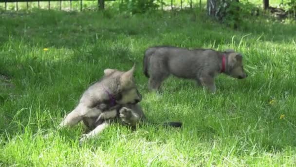 Hermosos cachorros divertidos de Saarloos wolfhound jugando en el césped verde en el parque de imágenes de vídeo — Vídeos de Stock