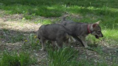 Yeşil çim park Stok görüntüleri video oynamaya Saarloos kurdu yavru eğlenceli güzel