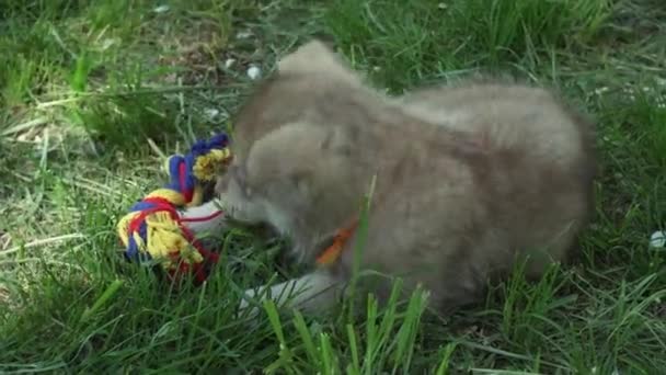 美丽有趣的小狗 Saarloos 狼狗在绿色草坪上玩的公园股票录像视频 — 图库视频影像