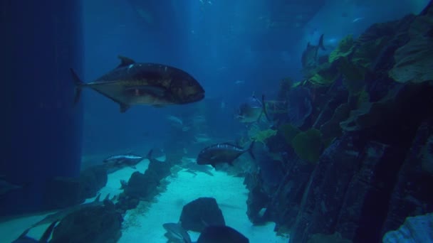 D'énormes poissons nagent dans l'aquarium de Dubai Mall stock footage video — Video