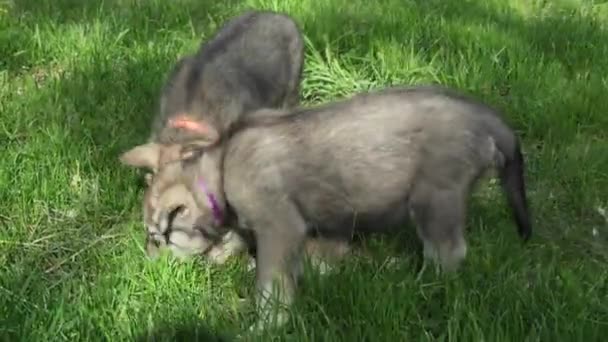 Hermosos cachorros divertidos de Saarloos wolfhound jugando en el césped verde en el parque de imágenes de vídeo — Vídeos de Stock