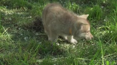 Yeşil çim park Stok görüntüleri video oynamaya Saarloos kurdu yavru eğlenceli güzel