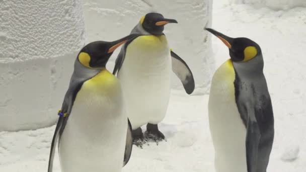 Divertidos pingüinos reales se comunican en imágenes de nieve video — Vídeo de stock