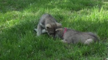 Yeşil çim park Stok görüntüleri video oynamaya Saarloos kurdu yavru eğlenceli güzel