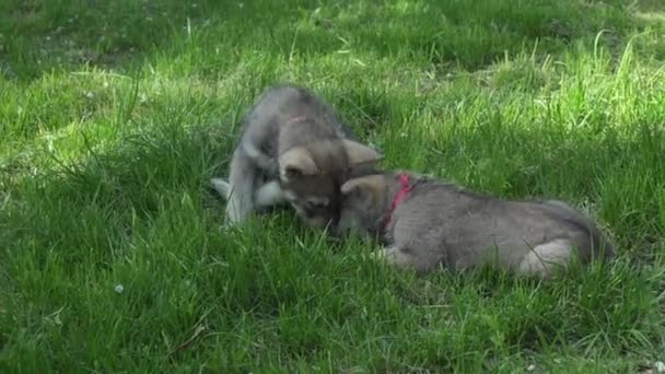 Bellissimi cuccioli divertenti di Saarloos wolfhound che giocano sul prato verde nel video di stock del parco — Video Stock