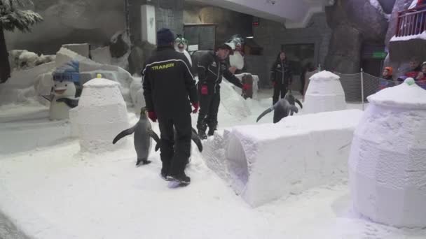 Pingvin Show i Ski Dubai är en inomhus ski resort arkivfilmer video — Stockvideo