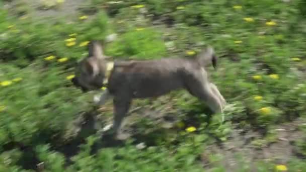 美丽有趣的小狗 Saarloos 狼狗在绿色的草坪上玩的公园股票录像视频 — 图库视频影像