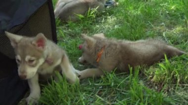 Yeşil çim park Stok görüntüleri video oynamaya Saarloos kurdu yavru eğlenceli güzel