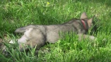 Yeşil çim park Stok görüntüleri video oynamaya Saarloos kurdu yavru eğlenceli güzel
