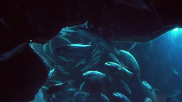 ドバイ ・ モール ストック映像ビデオの水族館で魚の大きな群れ — ストック動画