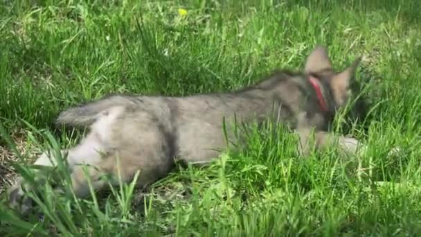 Hermosos cachorros divertidos de Saarloos wolfhound jugando en el césped verde en el parque de imágenes de vídeo — Vídeo de stock