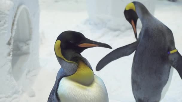 Divertidos pingüinos reales se comunican en imágenes de nieve video — Vídeos de Stock