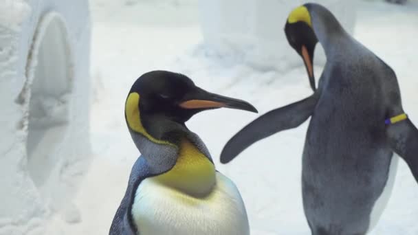 Vicces királyi pingvinek kommunikálni hó stock footage videóinak