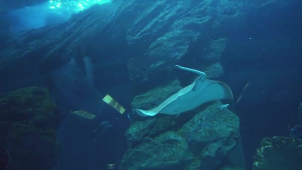 Spotted Leopard ray swimming in marine aquarium stock footage video — Stock Video