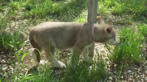 Schöne amüsante Welpen von Saarloos Wolfshund spielen auf grünem Rasen im Park Stock Footage Video — Stockvideo