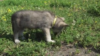 Yeşil çim park Stok görüntüleri video oynamaya Saarloos kurdu yavru eğlenceli güzel