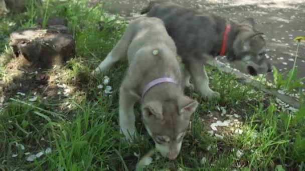 Hermosos cachorros divertidos de Saarloos wolfhound jugando en el césped verde en el parque de imágenes de vídeo — Vídeo de stock