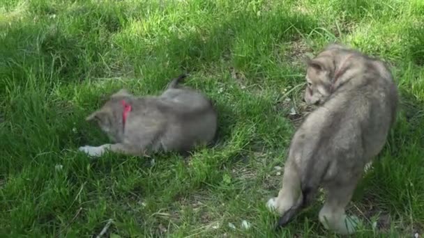 Hermosos cachorros divertidos de Saarloos wolfhound jugando en el césped verde en el parque de imágenes de vídeo — Vídeo de stock