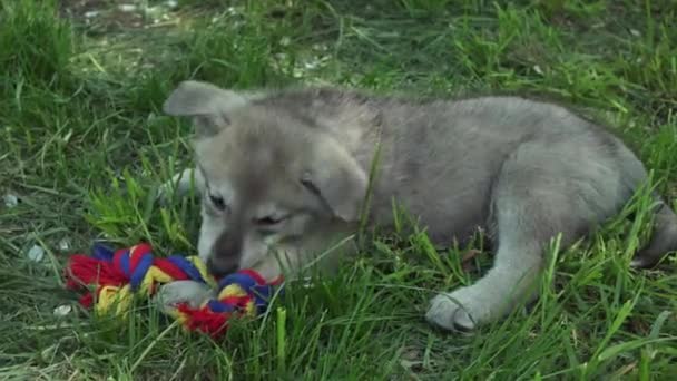 Hermosos cachorros divertidos de Saarloos wolfhound jugando en el césped verde en el parque de imágenes de vídeo — Vídeos de Stock