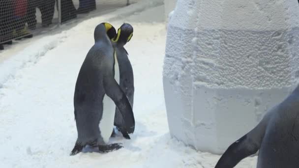 Αστεία βασιλικό πιγκουίνους επικοινωνούν σε χιόνι πλάνα βίντεο — Αρχείο Βίντεο