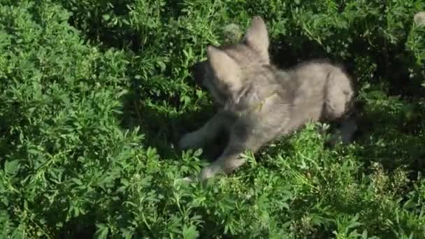 Hermosos cachorros divertidos de Saarloos wolfhound jugando en el césped verde en el parque de imágenes de vídeo — Vídeos de Stock