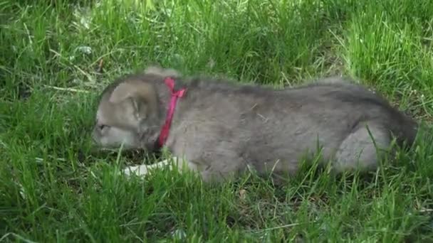 Hermosos cachorros divertidos de Saarloos wolfhound jugando en el césped verde en el parque de imágenes de vídeo — Vídeo de stock