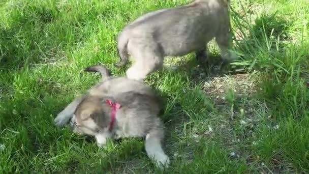 Beaux chiots amusants de chien de loup de Saarloos jouant sur la pelouse verte dans le parc stock de vidéos — Video