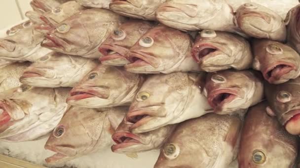 Fresh frozen fish on the counter in supermarket stock footage video — Stock Video