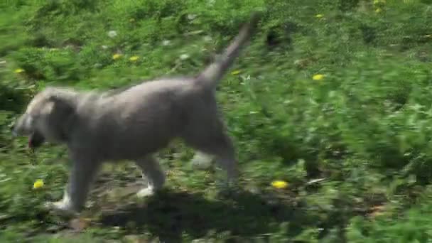 Hermosos cachorros divertidos de Saarloos wolfhound jugando en el césped verde en el parque de imágenes de vídeo — Vídeo de stock