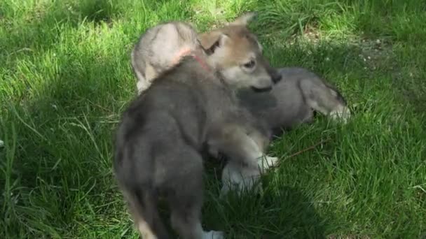 Hermosos cachorros divertidos de Saarloos wolfhound jugando en el césped verde en el parque de imágenes de vídeo — Vídeos de Stock