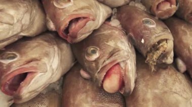 Üstünde belgili tanımlık sayaç süpermarket Stok görüntüleri video içinde taze dondurulmuş balık