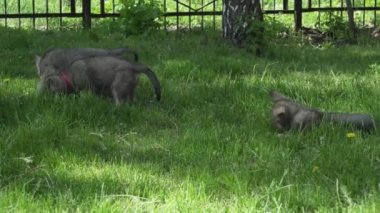 Yeşil çim park Stok görüntüleri video oynamaya Saarloos kurdu yavru eğlenceli güzel