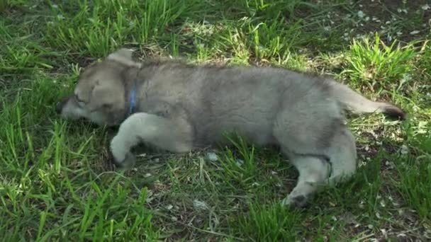 Hermosos cachorros divertidos de Saarloos wolfhound jugando en el césped verde en el parque de imágenes de vídeo — Vídeos de Stock