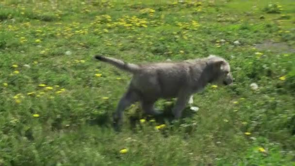 Hermosos cachorros divertidos de Saarloos wolfhound jugando en el césped verde en el parque de imágenes de vídeo — Vídeo de stock